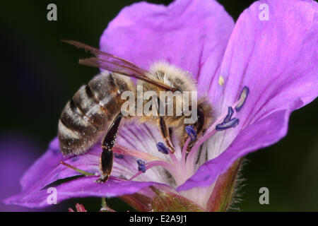 Eine Honigbiene besucht die Blüten von Geranium Pratense L. Das Werk bietet die Honigbienen viel Nektar und Proteinrich Pollen. Foto: Klaus Nowottnick Datum: 6. Juni 2010 Stockfoto