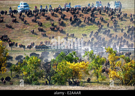 USA, South Dakota, Custer State Park, The Buffalo Roundup im November Stockfoto