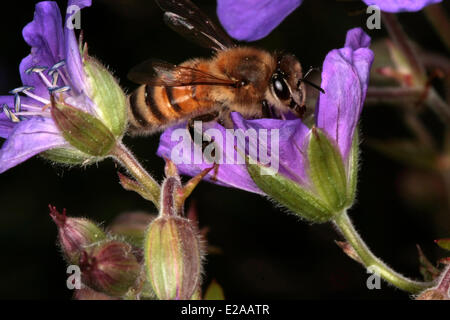 Eine Honigbiene besucht die Blüten von Geranium Pratense L. Das Werk bietet die Honigbienen viel Nektar und Proteinrich Pollen. Foto: Klaus Nowottnick Datum: 18. Mai 2011 Stockfoto