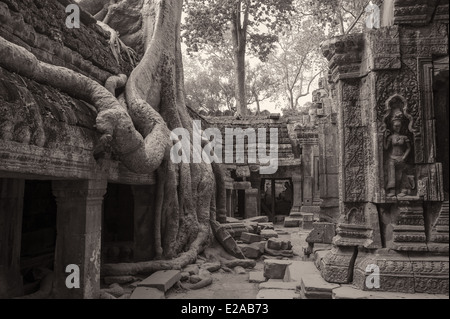 Baum wächst über die Mauern von der Tempel Ta Prohm in der antiken Stadt von Angkor in der Nähe von Siem Reap in Kambodscha Stockfoto