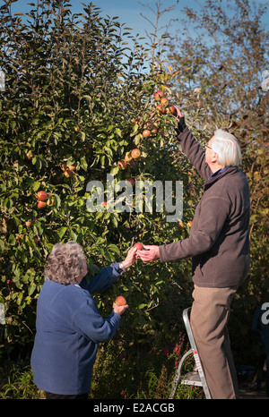 Rentner, die Äpfel vom Baum pflücken, in ihrem Garten Stockfoto