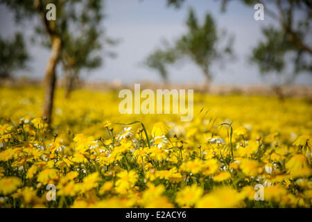 Gänseblümchen und Mandelbäume in der Gemeinde Ses Salines im Süden der spanischen Baleareninsel Mallorca. 1. April 2014 Stockfoto