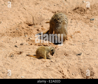 Ein Erwachsener und Baby Meerkat Graben im Sand. Twycross Zoo England Großbritannien Stockfoto