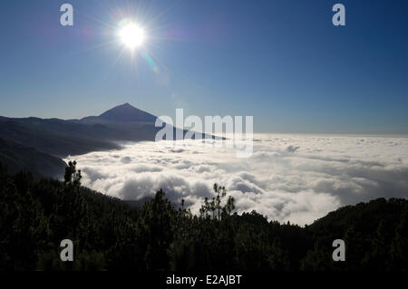 Spanien, Kanarische Inseln, Teneriffa, Bergen Straße TF 24, Ortuno Mirador, den Teide Vulkan über einem Meer der Wolken Stockfoto