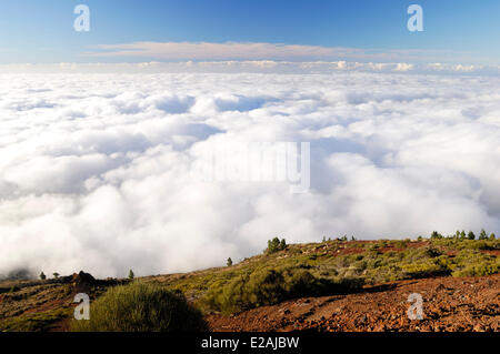 Spanien, Kanarische Inseln, Teneriffa, Bergen Straße TF 24, Ortuno Mirador, Meer der Wolken um den Vulkan Teide Stockfoto