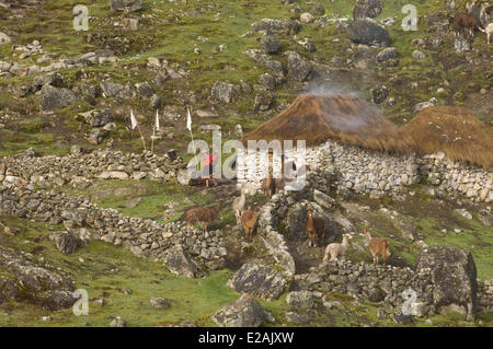 Carabaya Cordillera, Sinakara Bereich, Peru, Cuzco Provinz, Q'ero Ureinwohner, die ultimative Nachkommen der Inkas, Japu Stockfoto