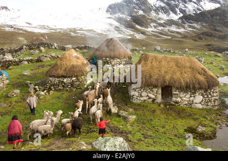 Carabaya Cordillera, Sinakara Bereich, Peru, Cuzco Provinz, Q'ero Ureinwohner, die ultimative Nachkommen der Inkas, Japu Stockfoto