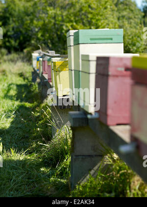 Frankreich, Elsass, feature: Felders Alsace Stockfoto