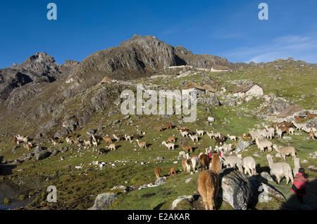 Carabaya Cordillera, Sinakara Bereich, Peru, Cuzco Provinz, Q'ero Ureinwohner, die ultimative Nachkommen der Inkas, Japu Stockfoto