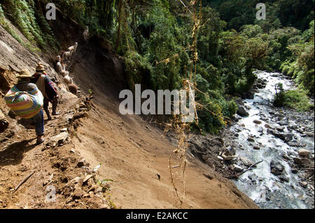 Peru, Cuzco Provinz, Q'ero Ureinwohner, die ultimative Nachkommen der Inkas, Hatun Carabaya Cordillera, Sinakara Bereich Stockfoto