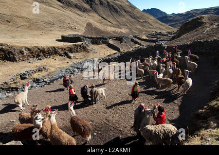 Peru, Cuzco Provinz, Q'ero Ureinwohner, die ultimative Nachkommen der Inkas, Hatun Carabaya Cordillera, Sinakara Bereich Stockfoto