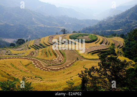 Vietnam, Ha Giang Province, Hoang Su Phi, Terrasse Reisfelder, Flower Hmong ethnische Gruppe Menschen Stockfoto