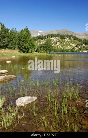 Frankreich, Pyrenäen Orientales, Parc Naturel Regional des Pyrenäen Catalana (regionaler Naturpark der Pyrenäen Catalana), in der Nähe Stockfoto