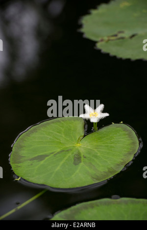 Nymphoides Indica. Wasser Schneeflocke Blumen und Herzen gestalten Schwimmblätter Stockfoto