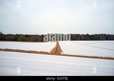 Vlies für eine frühe Kartoffel schneiden, Sutton, Suffolk, UK. Stockfoto