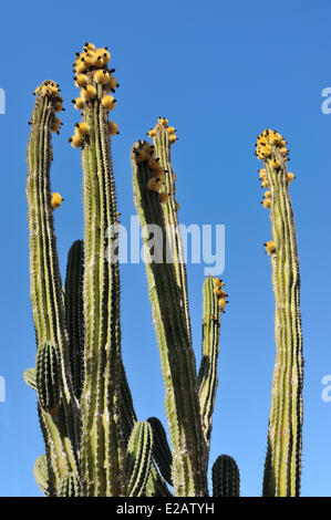 Mexiko, Baja California Sur State, Candelaria Umgebung, Jahrhunderte alten Riesen Kaktus in Blüte Stockfoto