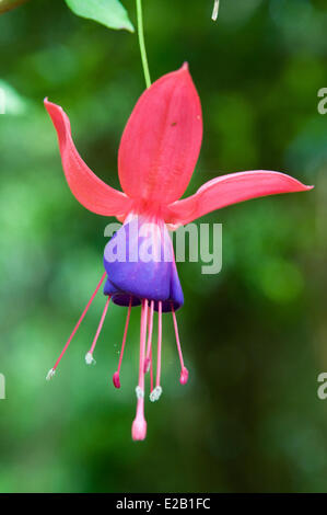 Irland, County Kerry, Valentia Island, Glanleam House Gärten, Blume fuschia Stockfoto