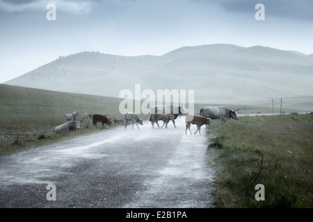 Sasso Kühe, Gran Sasso d ' Italia Berg, Abruzzen, Mittelitalien, Vieh, Herde, Stockfoto