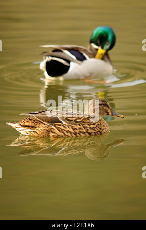 Vertikales Porträt von Mallard, Anas platyrhynchos. Erwachsene Frauen und Männer schwimmen in einem See. Stockfoto