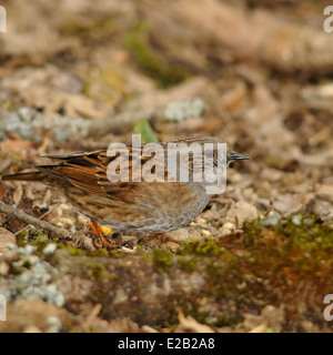 Porträt der Heckenbraunelle Prunella Modularis (Prunelidae), Erwachsene auf der Suche nach Nahrung auf dem Boden. Stockfoto