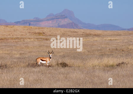 Namibia, Hardap Region, Namib Wüste, Kulala Desert Lodge, Springbok (Antidorcas Marsupialis) Stockfoto