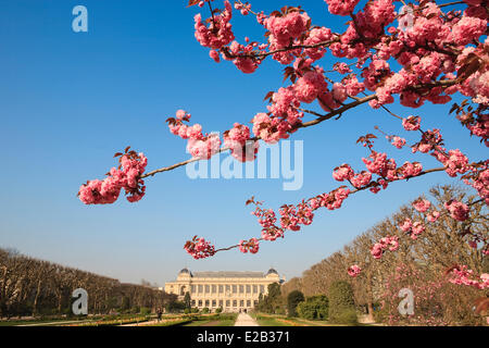 Frankreich, Paris, dem Jardin des Plantes (Botanischer Garten) im Frühling Stockfoto