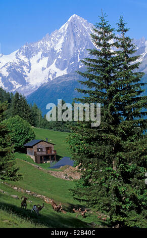 Frankreich, Haute Savoie, Les Houches, Parc Animalier Alpin du Merlet (Merlet Alpine Wildpark), Mufflons (Ovis Ammon) und Stockfoto