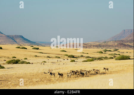 Namibia, Damaraland, Palmwag Konzession Gemsbok (Oryx Gazella) und Springbok (Antidorcas Marsupialis), Hartmanns Berg Stockfoto