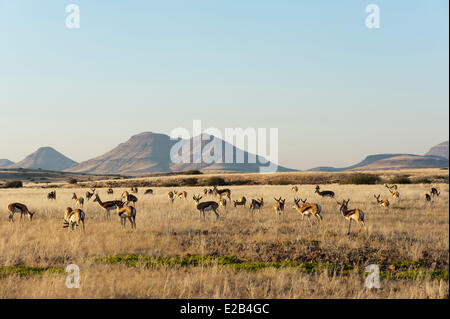 Namibia, Damaraland, Palmwag Konzession, Springbok (Antidorcas Marsupialis) Stockfoto