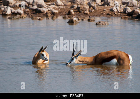 Namibia, Etosha Nationalpark, Springbok (Antidorcas Marsupialis) Stockfoto