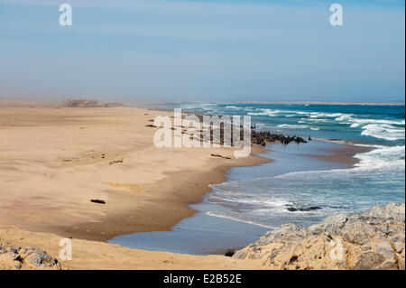 Namibia, Skeleton Coast Nationalpark Cape Seebär (Arctocephalus Pusilus) Stockfoto