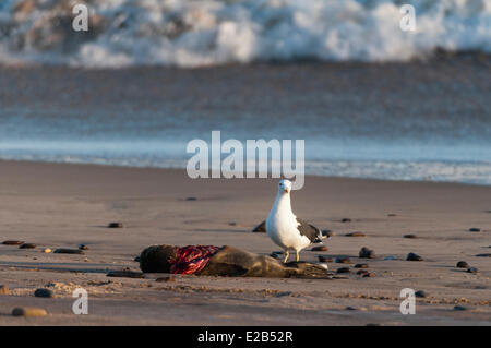 Namibia, Skeleton Coast Nationalpark Stockfoto