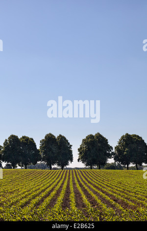 Feld mit jungen Maispflanzen und perfekte Linie von Bäumen im Hintergrund gegen blauen Himmel Stockfoto