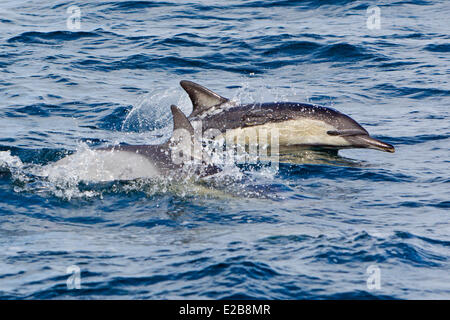 Südafrika, Western Cape, Gansbaai, Seal Island, langem Schnabel Gemeiner Delfin (Delphinus Capensis) Stockfoto