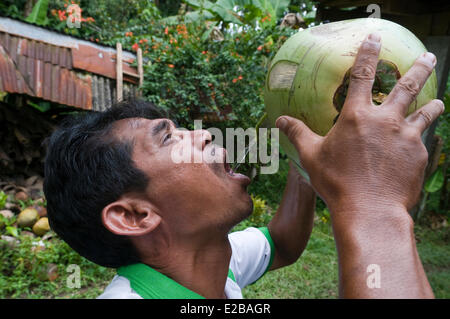 Indonesien, Bali, Tabanan, Tunjuk traditionelles Dorf Taman Sari Buwana Mann Trinkwasser aus einer frischen Kokosnuss Stockfoto