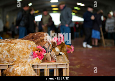 Frankreich, Gers, Samatan, Geflügelmarkt Stockfoto