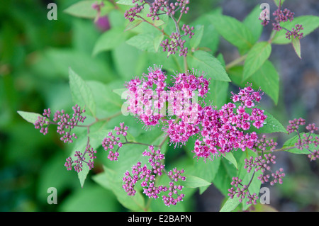 Blumen von Spiraea Japonica Froebelii Stockfoto