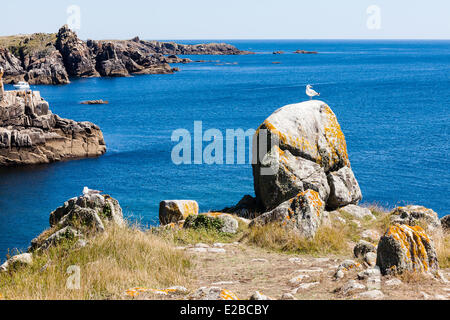 Frankreich, Vendee, Ile d'Yeu, Möwe auf einem Felsen Stockfoto