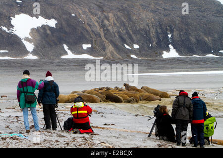 Norwegen, Spitzbergen, Spitsbergern, Walross (Odobenus Rosmarus) Kolonie Ruhe am Strand Stockfoto