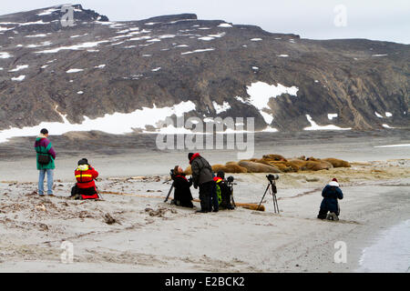 Norwegen, Spitzbergen, Spitsbergern, Walross (Odobenus Rosmarus) Kolonie Ruhe am Strand Stockfoto