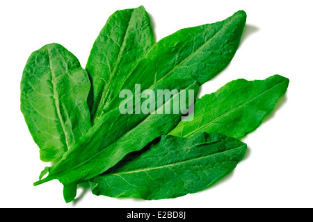 Jungen hellgrünen Blätter Spinat auf einem weißen Hintergrund. Stockfoto
