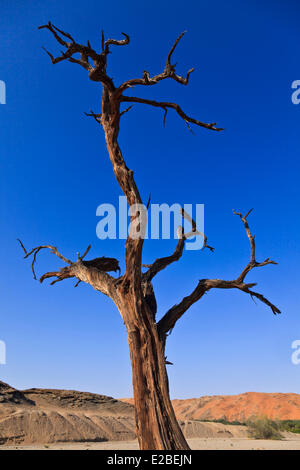 Namibia, Erongo und Hardap Regionen, der Kuiseb Flusstal, Namib Naukluft National Park, Namib-Wüste, Umgebung von Homeb, Stockfoto