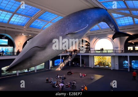 Vereinigte Staaten, New York City, Manhattan, Upper West Side, American Museum of Natural History, Modell eines Blauwals in Milstein Familie Hall of Ocean Life Stockfoto