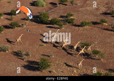 Namibia, Damaraland, in der Nähe von Palmwag fliegen Motorschirm einer Herde Giraffen (Luftbild) Stockfoto