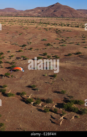 Namibia, Damaraland, in der Nähe von Palmwag fliegen Motorschirm einer Herde Giraffen (Luftbild) Stockfoto