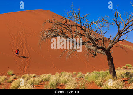 Namibia, Hardap Region, Namib Naukluft National Park, Namib Wüste, Sossusvlei, Sanddünen, Baum Stockfoto