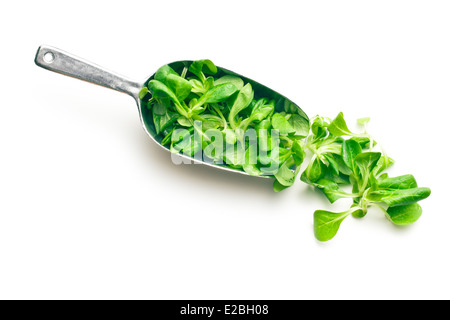 Feldsalat, Feldsalat in Kugel Stockfoto
