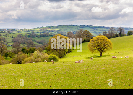 Grüne Felder in Herefordshire, Wales, Vereinigtes Königreich, Europa. Stockfoto