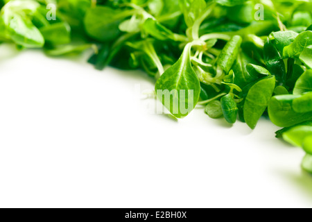 Feldsalat, Feldsalat auf weißem Hintergrund Stockfoto