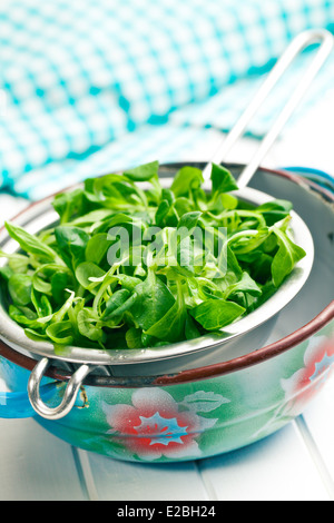 Feldsalat, Feldsalat in Sieb Stockfoto